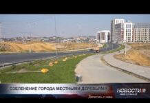 На месте пустыря в Шымкенте высадили молодые деревья