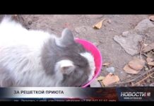 Шымкент официально отказался от практики усыпления бездомных животных