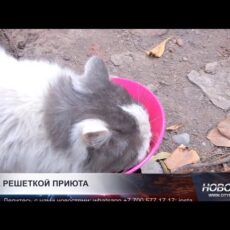 Шымкент официально отказался от практики усыпления бездомных животных