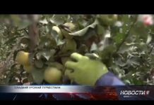 В Туркестанской области — разгар яблочного сезона