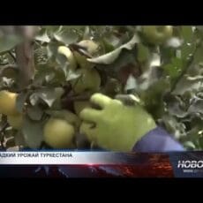 В Туркестанской области — разгар яблочного сезона