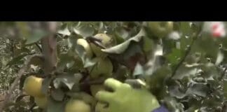 В Туркестанской области — разгар яблочного сезона