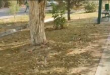 «Зеленый» скандал: сквер умирает от жажды