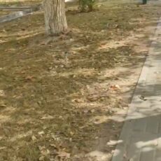 «Зеленый» скандал: сквер умирает от жажды