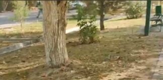 «Зеленый» скандал: сквер умирает от жажды