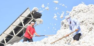 «Самый бедный регион» и самый высокий спрос на работников: о рынке труда Туркестанской области