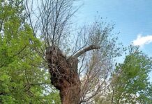 Чинары плачут, а мне больно…