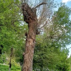 Чинары плачут, а мне больно…