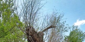 Чинары плачут, а мне больно…