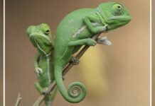 Невидимая работа Шымкентского зоопарка Йеменские хамелеоны