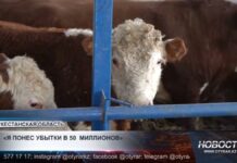 Ограничения на экспорт мяса обернулись убытками для фермеров