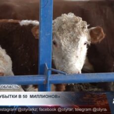 Ограничения на экспорт мяса обернулись убытками для фермеров