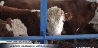 Ограничения на экспорт мяса обернулись убытками для фермеров