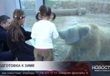 Теплый дом для пушистых сердец. Зоопарк готовится к зиме