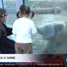 Теплый дом для пушистых сердец. Зоопарк готовится к зиме