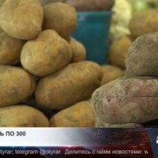 Картофель в Шымкенте подорожал до 300 тенге за килограмм