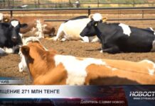 Ветврачи и предприниматель признаны виновными в крупном мошенничестве в Туркестане