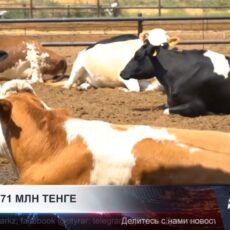 Ветврачи и предприниматель признаны виновными в крупном мошенничестве в Туркестане