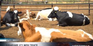 Ветврачи и предприниматель признаны виновными в крупном мошенничестве в Туркестане