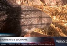 В зоопарке Шымкента родился малыш-дикобраз весом всего 300 граммов