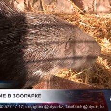 В зоопарке Шымкента родился малыш-дикобраз весом всего 300 граммов