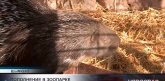 В зоопарке Шымкента родился малыш-дикобраз весом всего 300 граммов