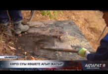 Канализация потекла на оживлённой улице Шымкента