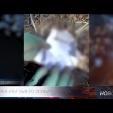 Нашли странные “ритуальные” предметы на кладбище — люди напуганы