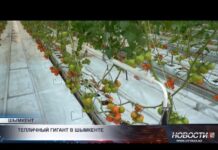 В Шымкенте открыли крупнейший тепличный комплекс «Alsera KZ»