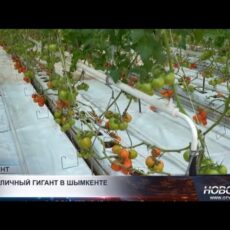 В Шымкенте открыли крупнейший тепличный комплекс «Alsera KZ»