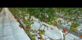 В Шымкенте открыли крупнейший тепличный комплекс «Alsera KZ»