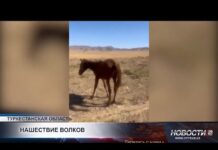 В сёлах у подножия Каратау участились нападения волков