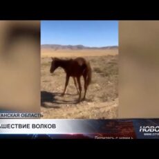 В сёлах у подножия Каратау участились нападения волков