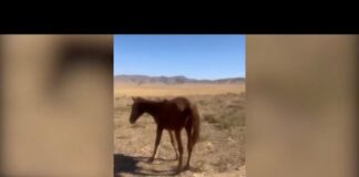 В сёлах у подножия Каратау участились нападения волков