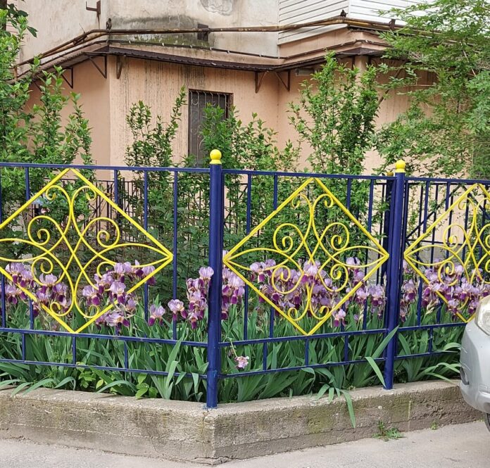 ТАЗА КАЛА 6.jfif (1)