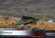 В Арыси полицейская машина попала в ДТП, есть пострадавшие