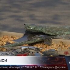 В Арыси полицейская машина попала в ДТП, есть пострадавшие