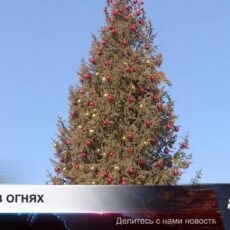 Новый год всё ближе: в Шымкенте установили 81 натуральную ель