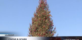 Новый год всё ближе: в Шымкенте установили 81 натуральную ель