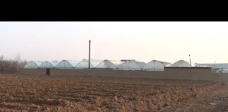 220 тыс. гектаров земель вернули государству в Туркестанской области