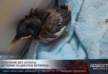 Шымкентский Айболит спасает жизни