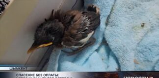 Шымкентский Айболит спасает жизни