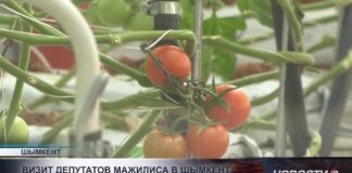 Депутаты Мажилиса оценили перспективы крупного тепличного проекта в Шымкенте