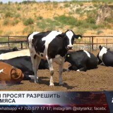 Фермеры просят разрешить экспорт мяса из-за переполненных откормплощадок