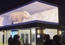 В Шымкенте была замечена огромная капибара