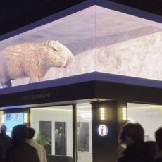 В Шымкенте была замечена огромная капибара