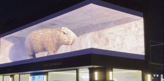 В Шымкенте была замечена огромная капибара