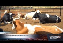 Субсидии воровали на протяжении 4 лет в Туркестанской области