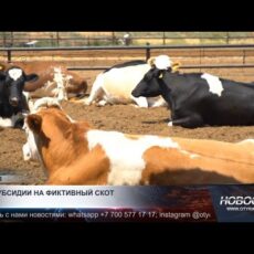 Субсидии воровали на протяжении 4 лет в Туркестанской области