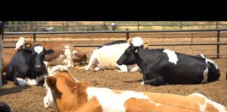 Субсидии воровали на протяжении 4 лет в Туркестанской области